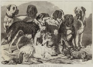 Præmiehunde i National Dog Show i Islington